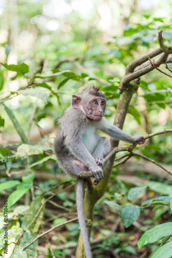 Balinese long-tailed monkey macaque at Ubud monkey forest in Bali, Indonesia