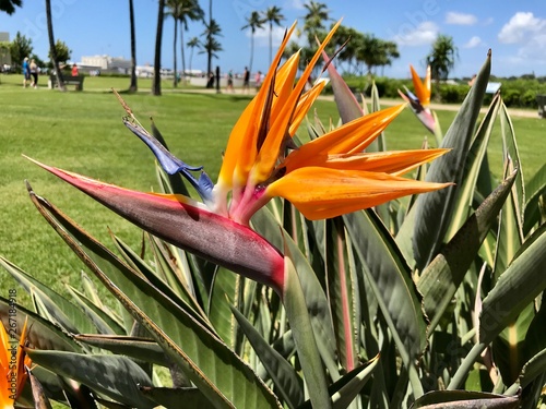 Bird of Paradise flower blooming in a tropical garden