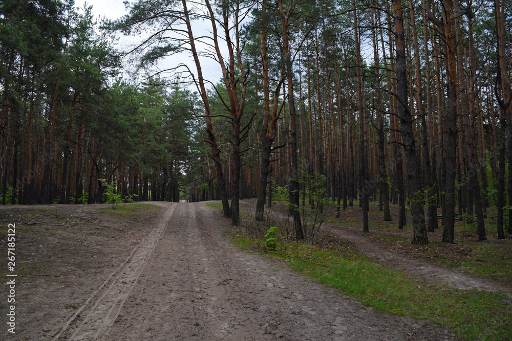 View of the road in a pine forest. Nature and plants. View of the road in a pine forest. Nature and plants.
