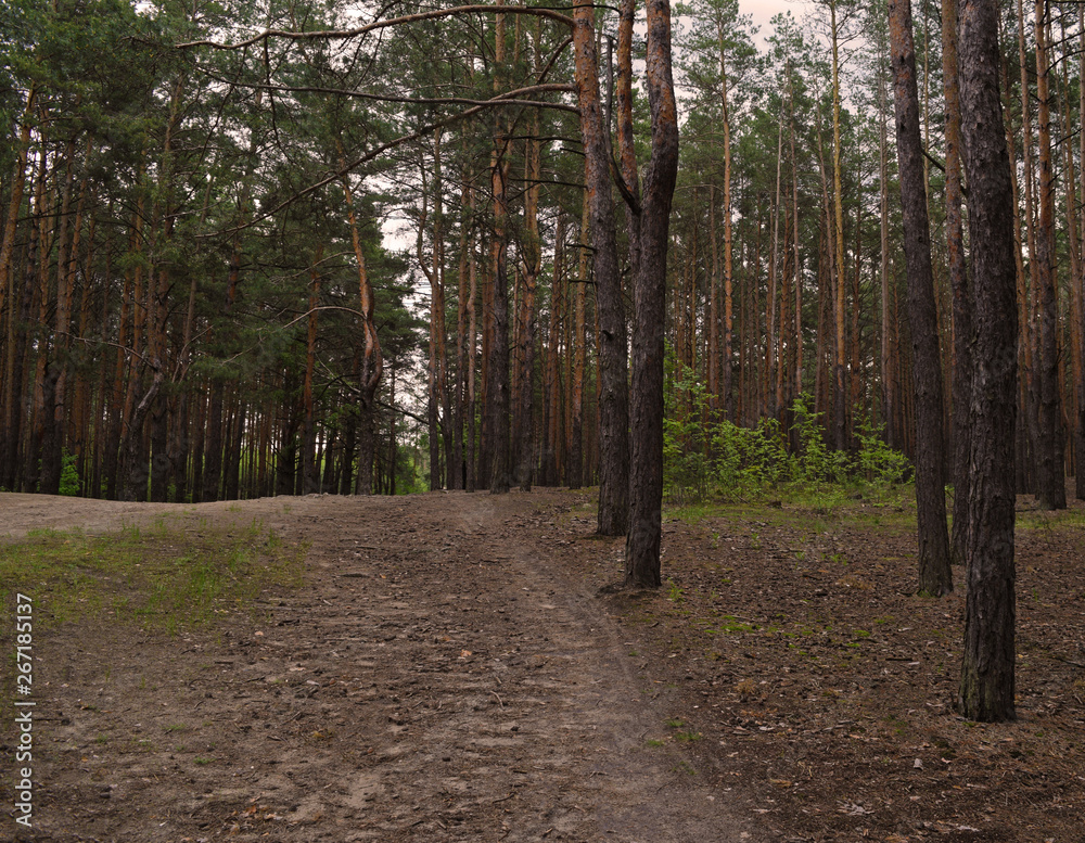 Obraz premium View of the road in a pine forest. Nature and plants.