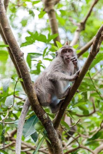 Balinese long-tailed monkey macaque at Ubud monkey forest in Bali, Indonesia