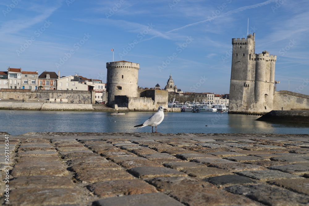 Entrées vieux port La Rochelle,  mouette Tour Saint Nicolas Tour de la Chaîne