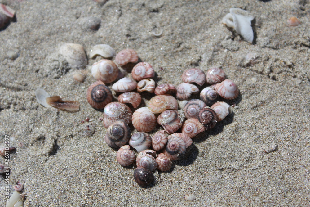 shells laying in heart shape on the sand