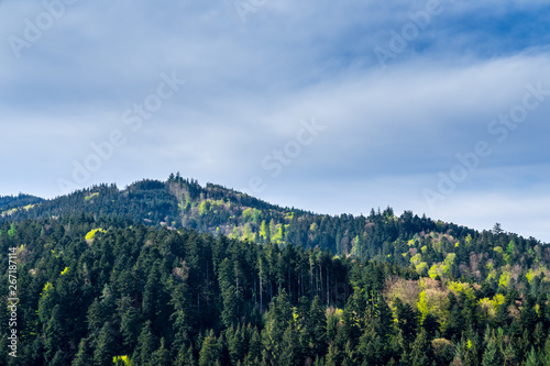 Germany, Green conifers of black forest nature countryside in spring