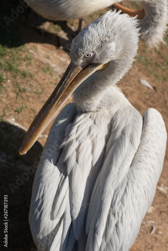 pelican
