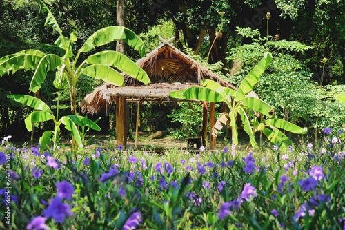 Fototapeta Naklejka Na Ścianę i Meble -  Beautiful view of wooden hut in the tropical farm with banana trees and purple flowers fields in summer time. Nature background concept.