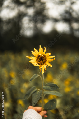 Sunflower in field