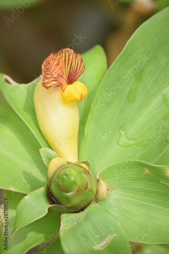 Chamaecostus cuspidatus - insulin plant flower and bud