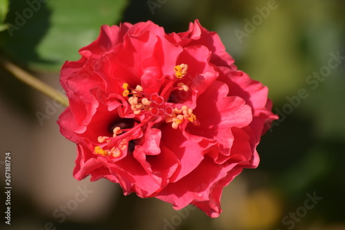 Multistrand Hibiscus flower - blooming