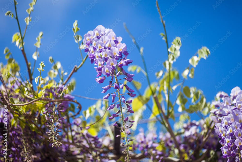 Obraz premium spring branch of blooming purple wisteria tree 