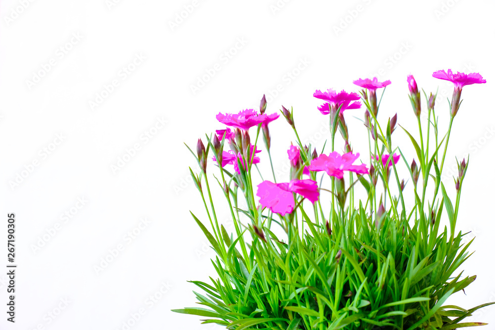 pink dianthus flower pink dianthus flower