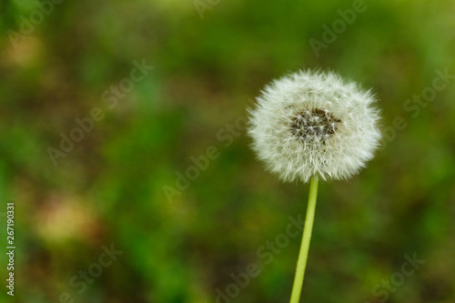 dandelion on background of green grass