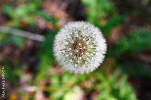 dandelion in grass background. closeup  view