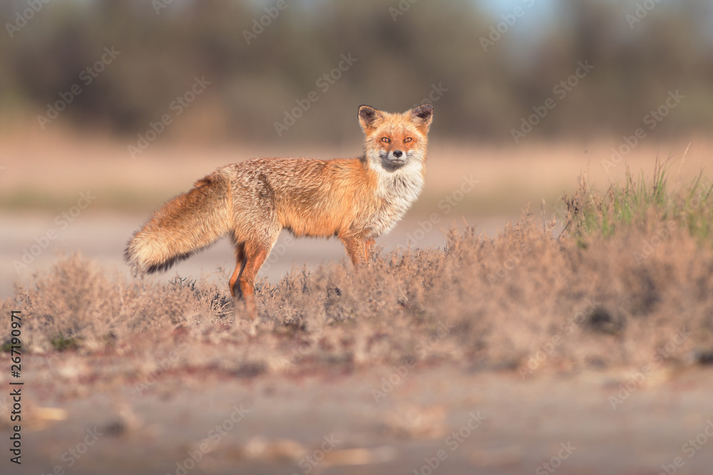 Red fox on Kinbrun peninsula, Ukraine. Vulpes vulpes Red fox on Kinbrun peninsula, Ukraine. Vulpes vulpes