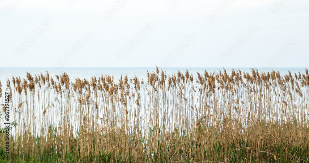 wall of yellow reed bush, sea on the background - obrazy, fototapety, plakaty 