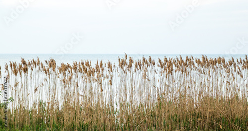 wall of yellow reed bush, sea on the background