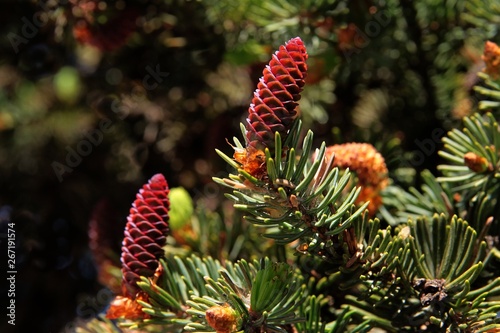 spruce tree with buds and cones close up