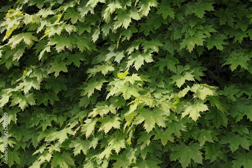 green leaves of maple tree at spring