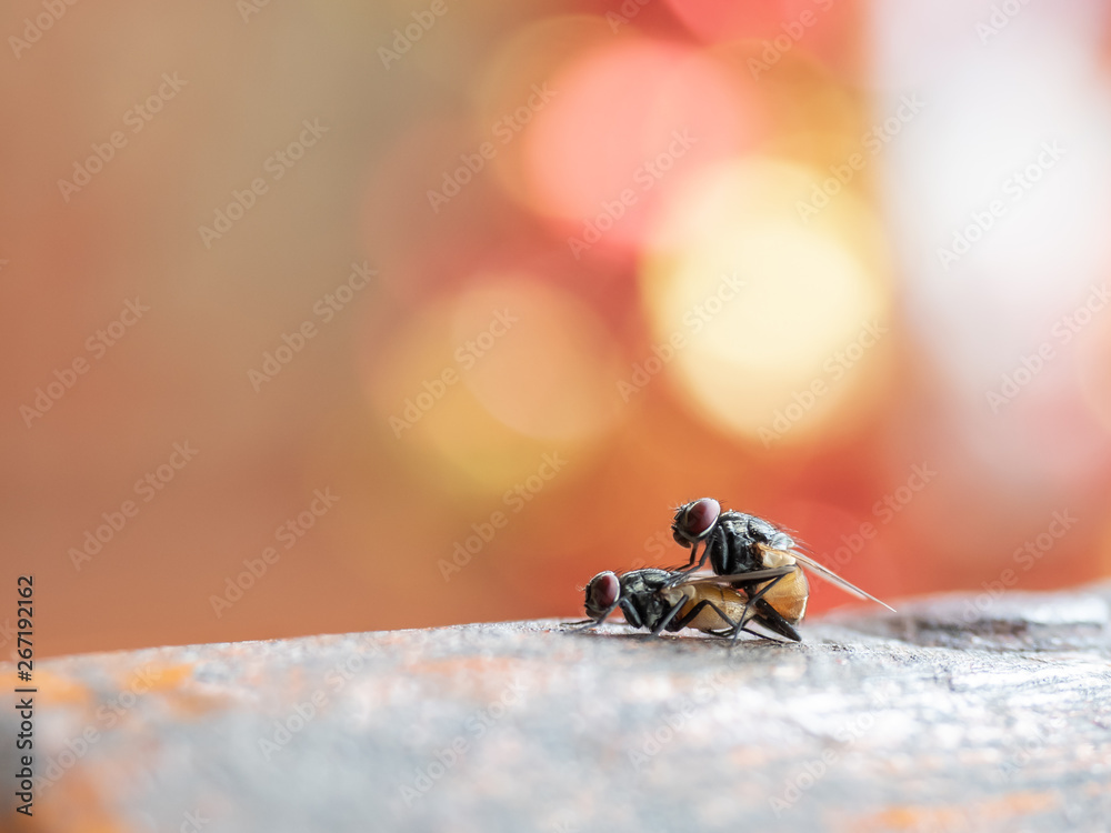 Side view of two house flies having sex, Musca domestica Side view of two house flies having sex, Musca domestica