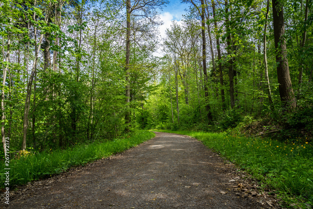 Germany, Forest trail through green german paradise country