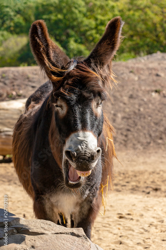 Portrait of yawning oscitant domestic Catalan donkey on the farm