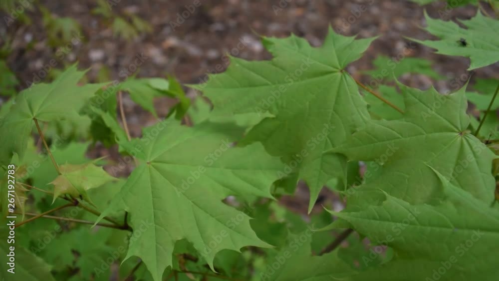 View through the green foliage in the forest. It's spring. View through the green foliage in the forest. It's spring.