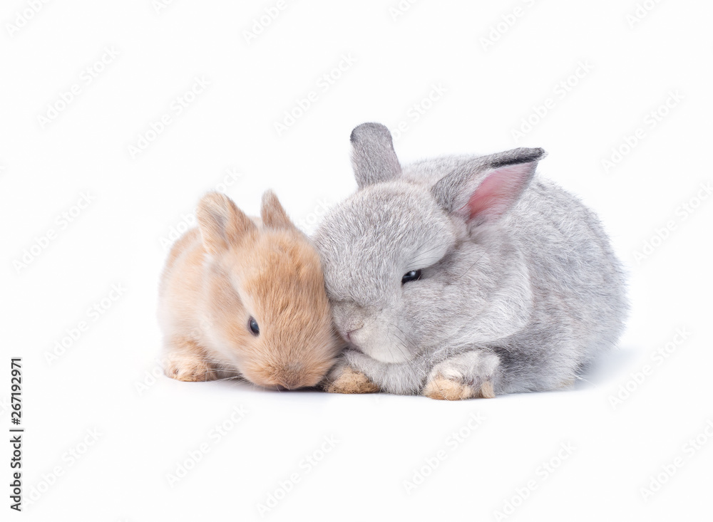 Obraz premium Two baby rabbits on white background.