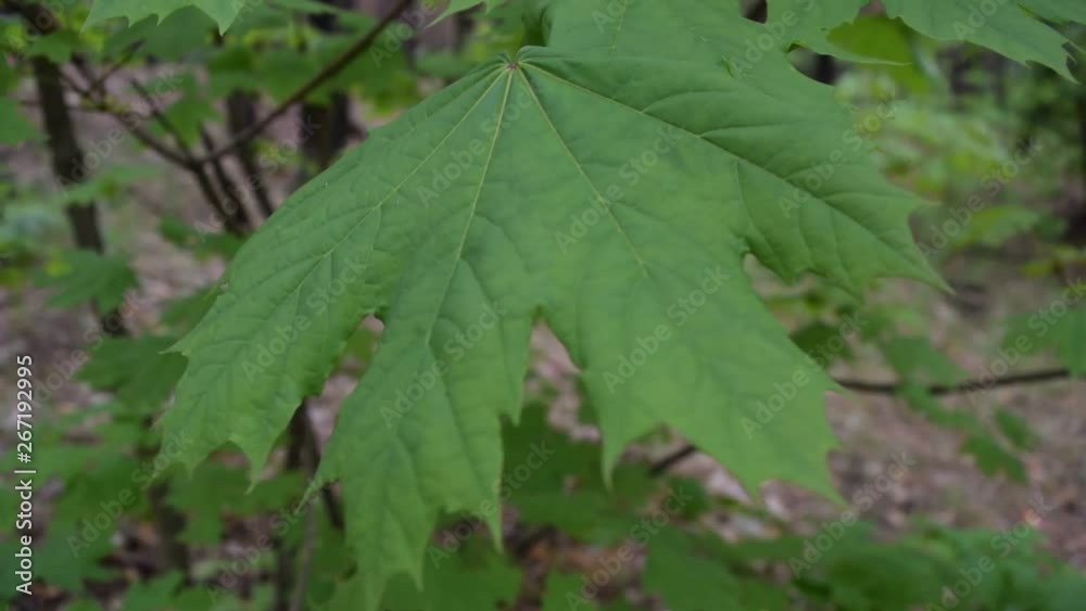 View of many green leaves in a pine forest. View of many green leaves in a pine forest.