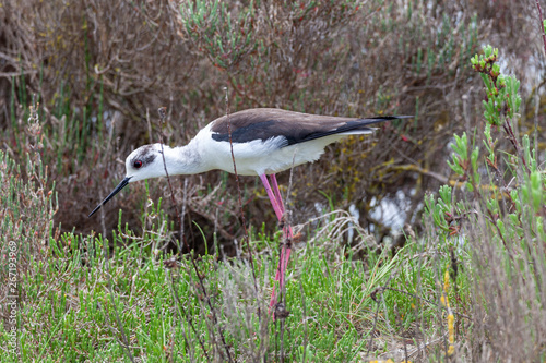 black winged stilt marsh bird italy photo