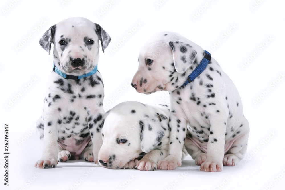 Drei süße dalmatinische Hundewelpen