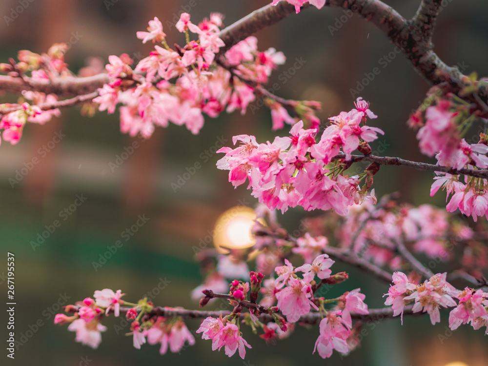 Closeup beautiful Cherry blossom or Sakura flowers in spring season. Closeup beautiful Cherry blossom or Sakura flowers in spring season.