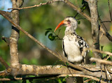 Redbilled Hornbill