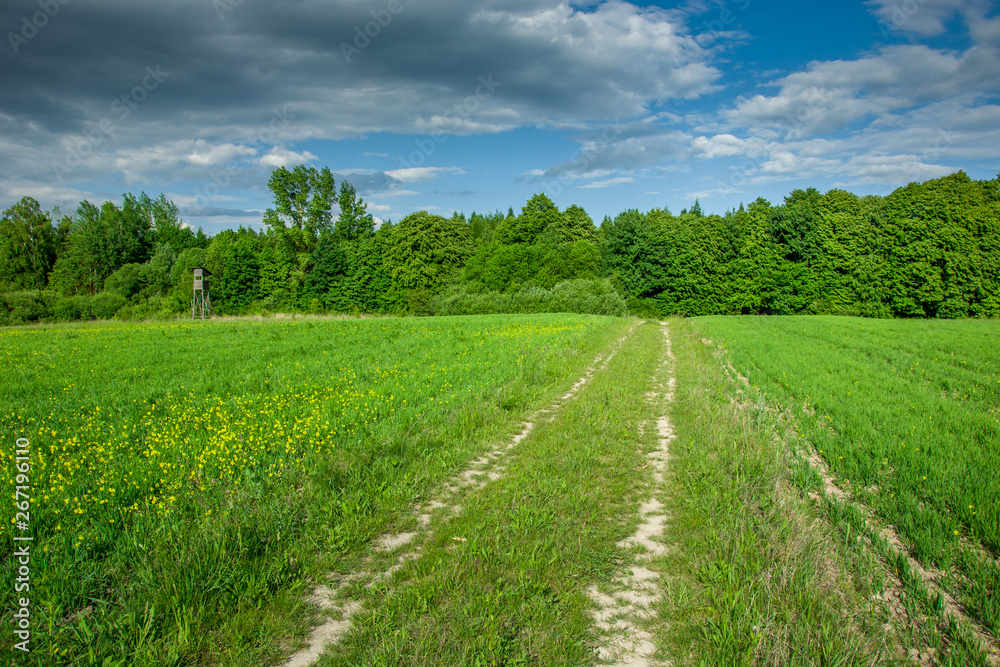 Road through green meadow, forest on horizon and clouds on blue sky