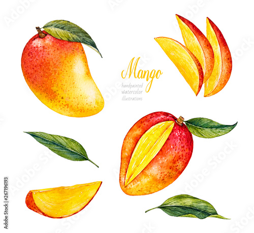 Mango. Botanical watercolor hand drawn illustration. Exotic fruit. Watercolor mango