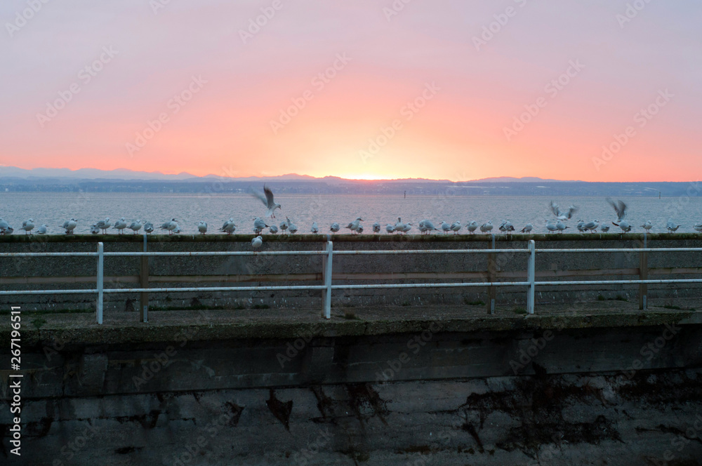 A beautiful sunset in Friedrichschafen. Many seagulls sitting at the sunset.