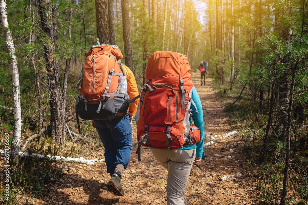 Couple of hikers in the forest walking with backpacks in the sunset from the back. Adventure travel, and tourism Couple of hikers in the forest walking with backpacks in the sunset from the back. Adventure travel, and tourism