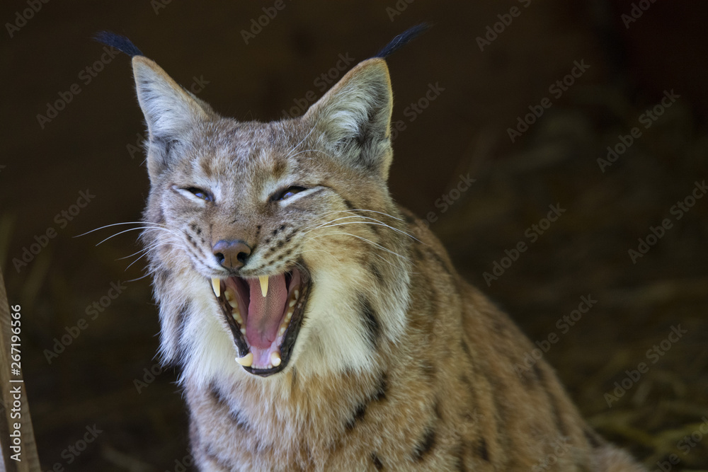 Lynx