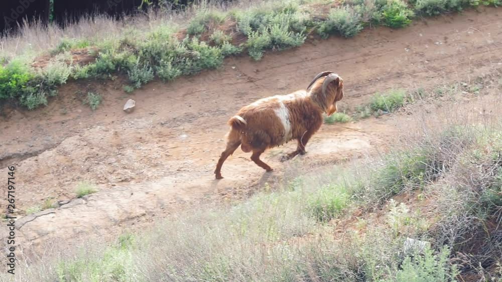 goat animal walking on the road goat animal walking on the road