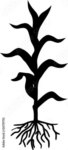 Silhouette of young corn (maize) plant with leaves and root system isolated on white background