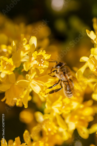 eine Honigbiene sammelt an einer Blume (Mahonie) Honig © Robert Leßmann