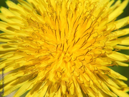 yellow dandelion on black background