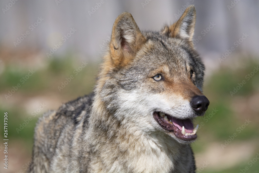 Obraz premium Loup