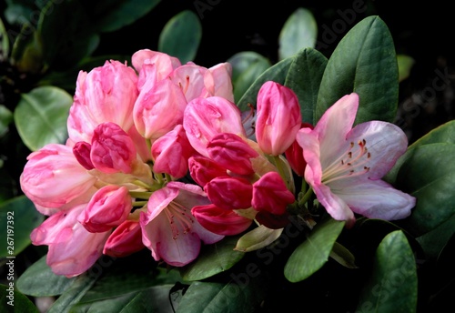 pretty flowers and buds of rhododendron bush