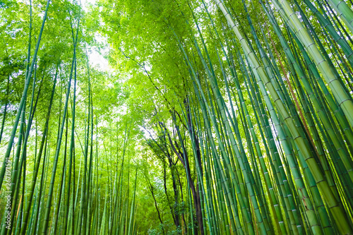 Green bamboo forest with sun light in morning