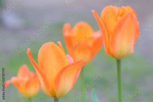 yellow tulips on blue sky background