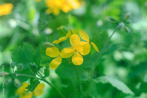 Chelidonium with leaves and yellow flowers growing in the wild, with bokeh close-up