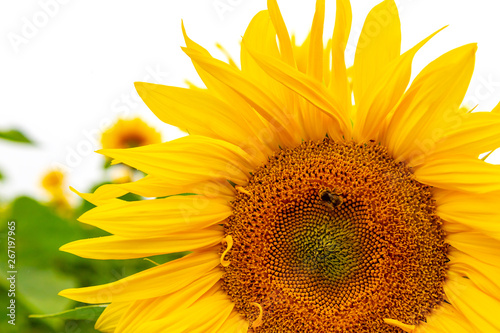 viele Sonnenblumen auf einem Feld photo