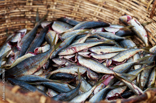 retour de peche, poisson dans un panier photo