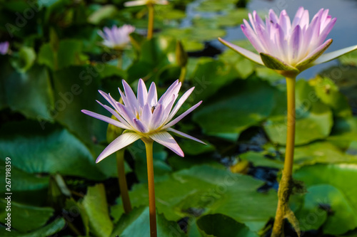 Pink lotus water lily with bee