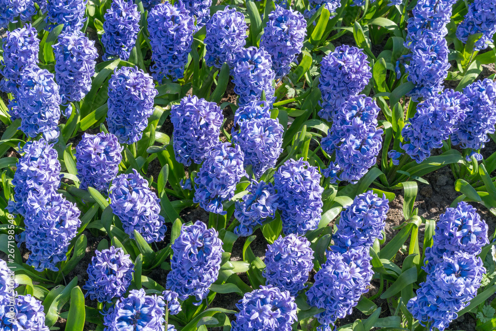 Background hyacinth flowering in big pot. Macro of purple hyacinth flower meadow. Many violet hyacinth flowers in winter garden. Early spring hyacinth flowers as background Background hyacinth flowering in big pot. Macro of purple hyacinth flower meadow. Many violet hyacinth flowers in winter garden. Early spring hyacinth flowers as background